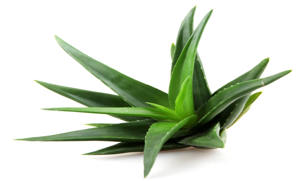 lady thulston aloe barbadensis